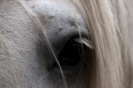 Nature head horse head photo