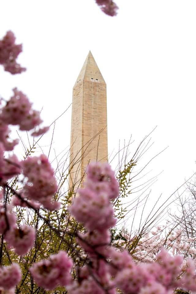 CherryBlossomDC2019-25.jpg