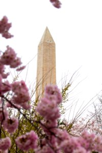 CherryBlossomDC2019-25.jpg
