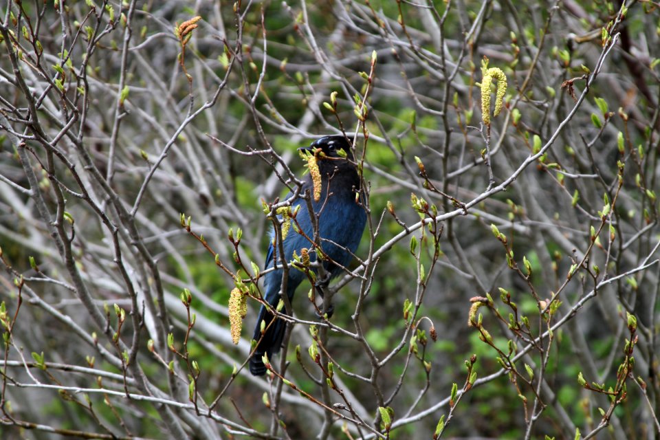 Steller's Jay (Cyanocitta Stelleri)