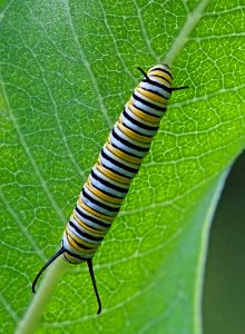 Monarch Caterpillar