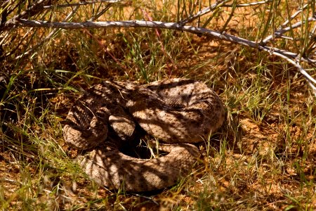 Crotalus atrox