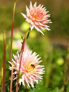 Flower pink dahlia photo