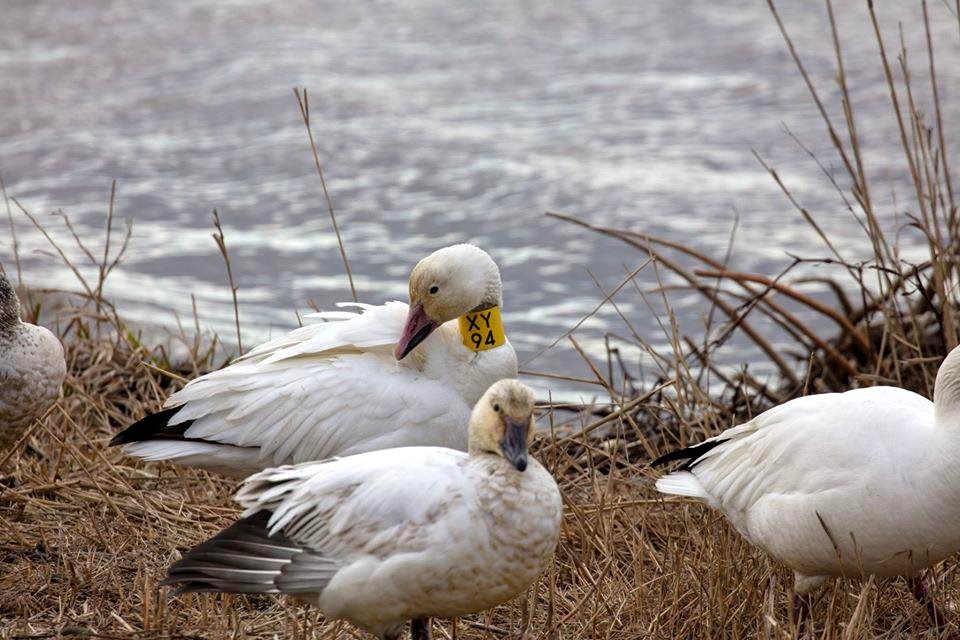Snow Geese at Edwin B. Forsythe National Wildlife Refuge