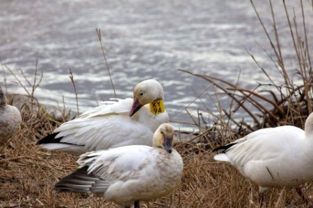 Snow Geese at Edwin B. Forsythe National Wildlife Refuge