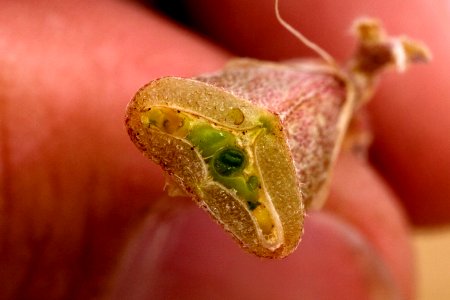 Astragalus calycosus