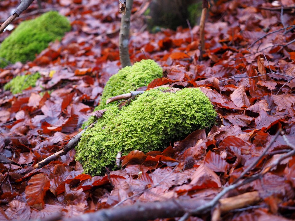 Leaves bemoost heart