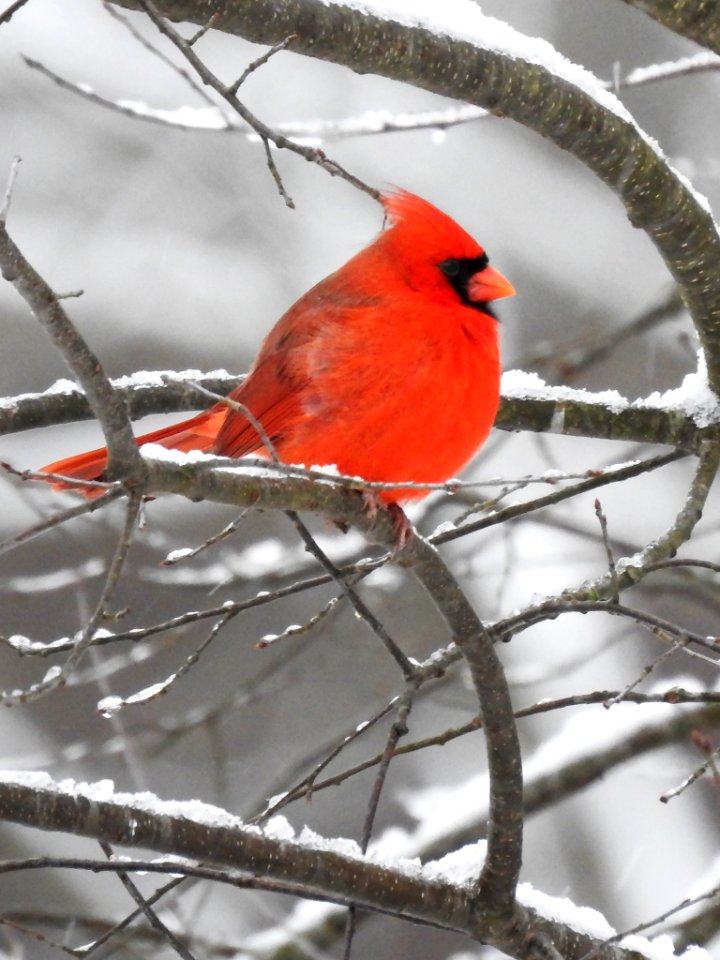 Northern Cardinal