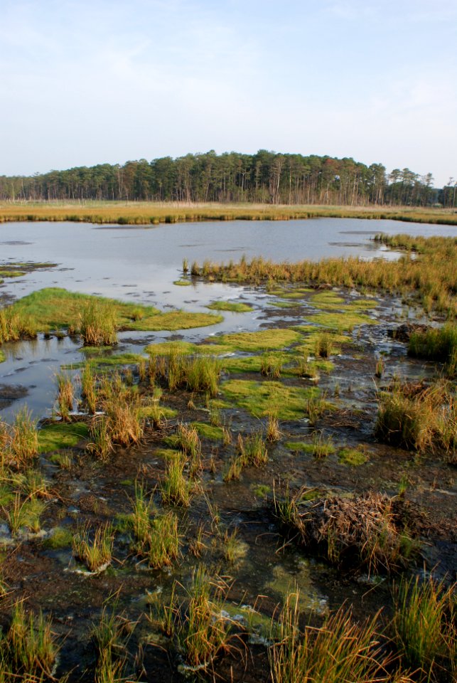 Blackwater National Wildlfe Refuge