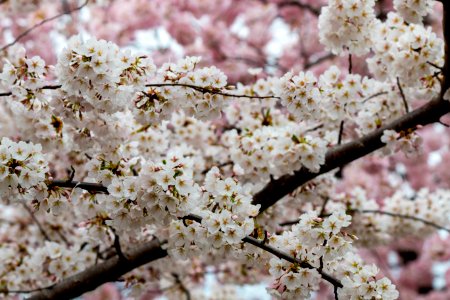 CherryBlossomDC2019-35.jpg