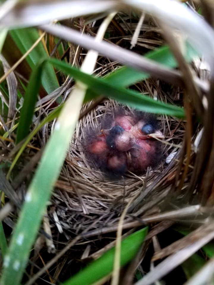 Saltmarsh sparrow chicks in a nest