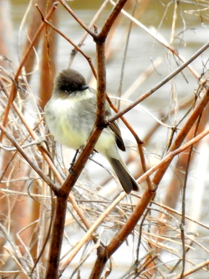 Eastern Phoebe at Ohio River Islands National Wildlife Refuge
