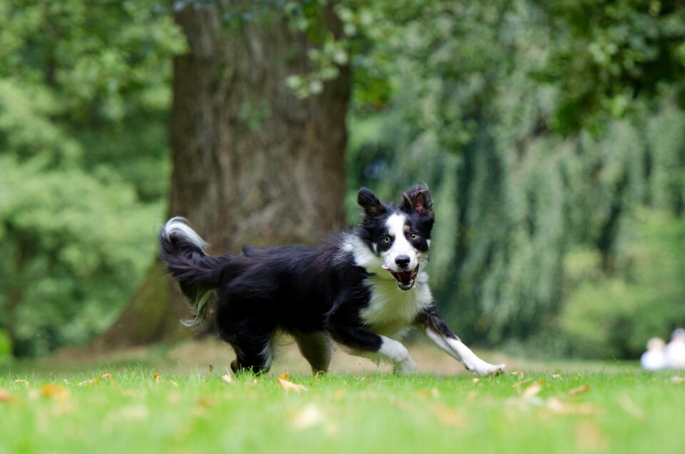British sheepdog three coloured attention