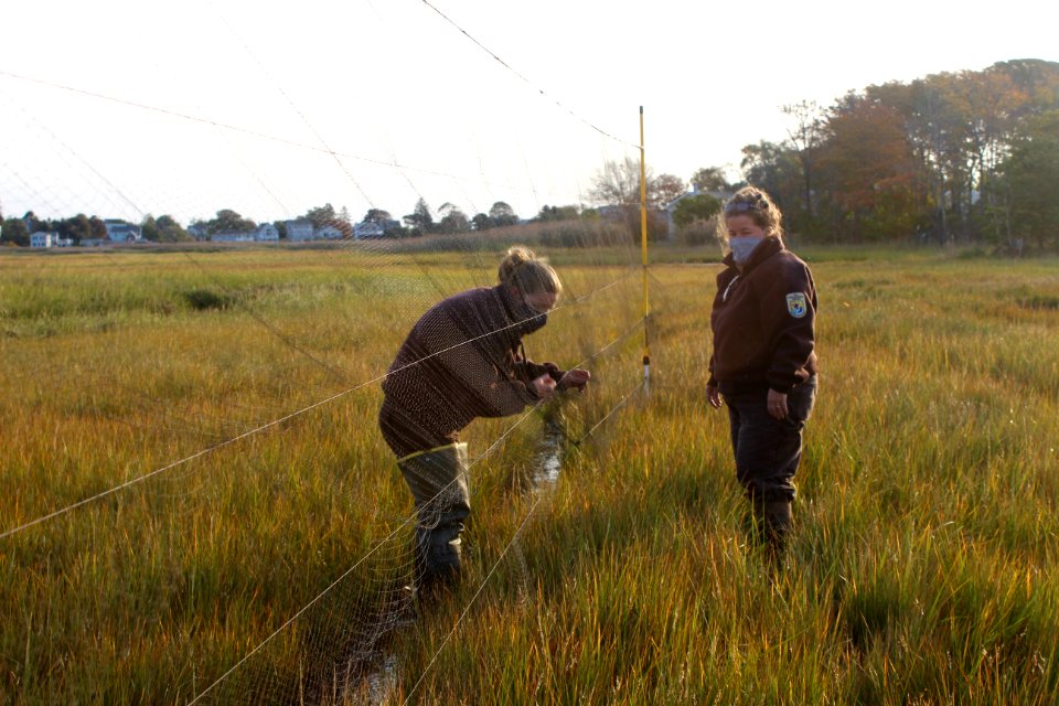 Refuge biologists setting up to temporarily capture birds