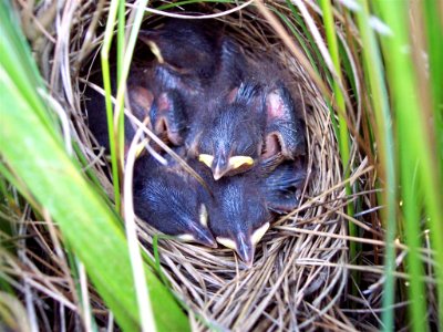 Older saltmarsh sparrow chicks in the nest photo