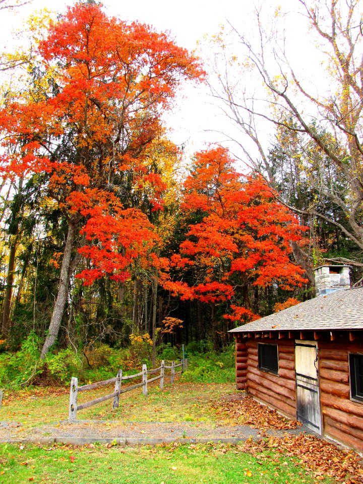 Historic cabin surrounded by fall foliage at Stewart B. McKinney NWR