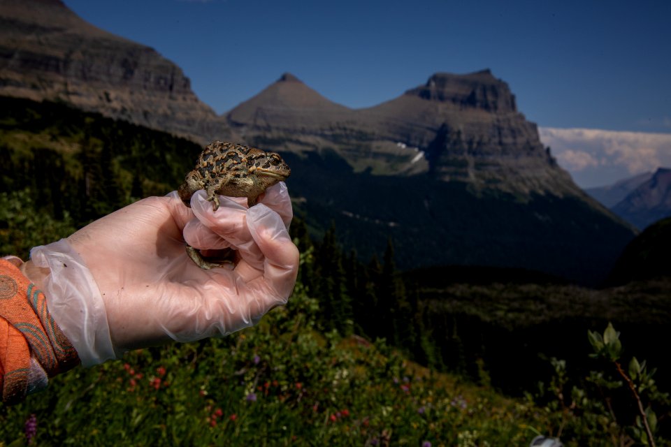 Western Toad (Anaxyrus boreas) photo