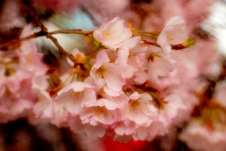 CherryBlossomDC2019-543.jpg
