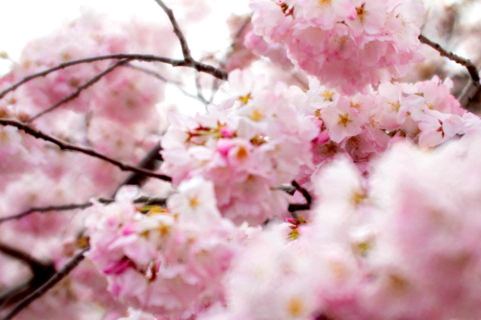CherryBlossomDC2019-524.jpg