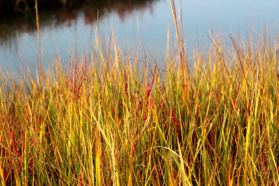 Fall colors on the marsh at Rachel Carson NWR