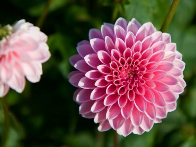 Flower pink dahlia photo