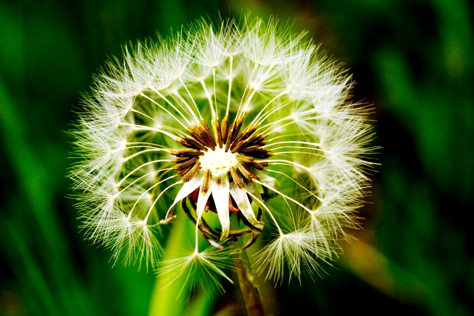 Taraxacum officinale