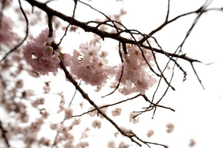 CherryBlossomDC2019-43.jpg
