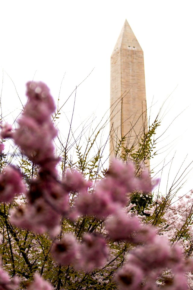 CherryBlossomDC2019-29.jpg