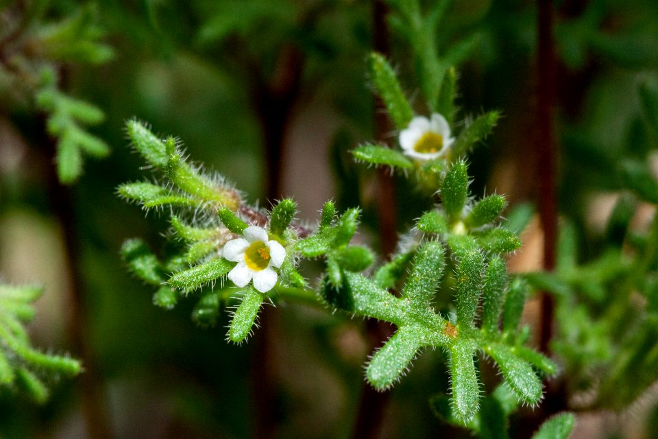 Phacelia ivesiana