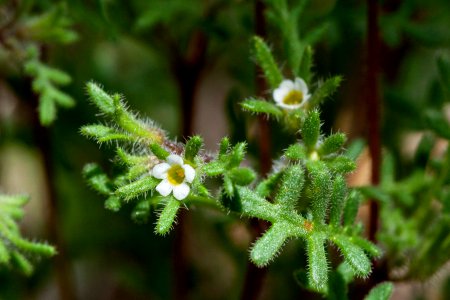 Phacelia ivesiana