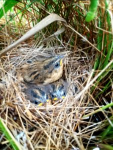 Saltmarsh sparrow chicks in a nest photo