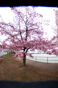CherryBlossomDC2019-41.jpg