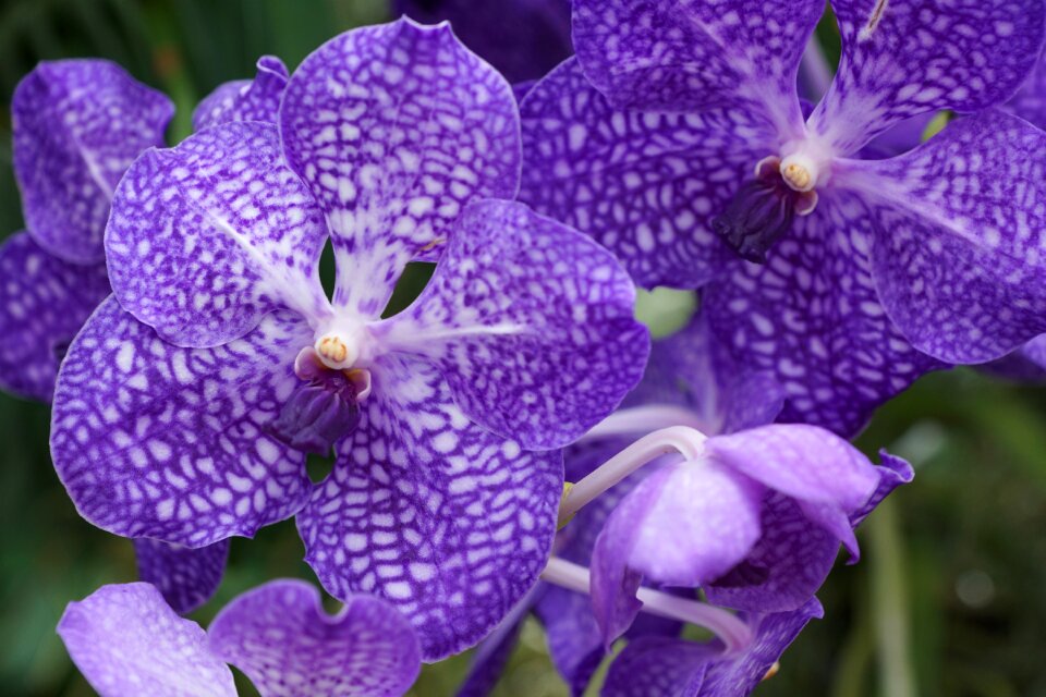 Blossom bloom plant
