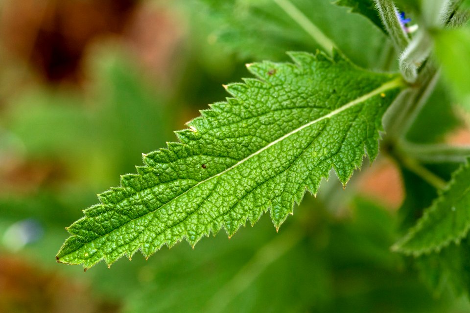 Verbena macdougalii