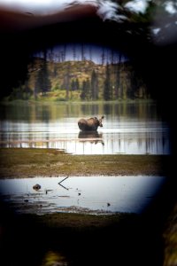Watching a Moose from a Safe Distance