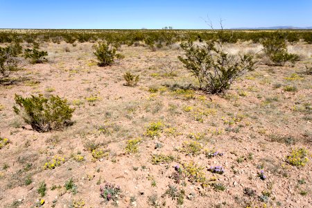 Near Mule Springs Creek