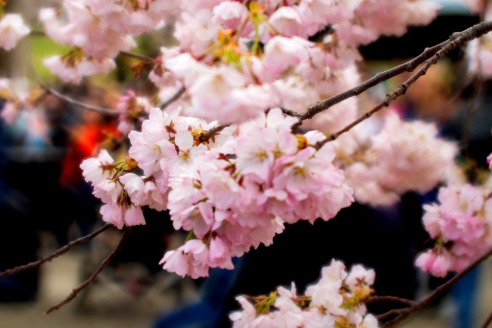 CherryBlossomDC2019-517.jpg