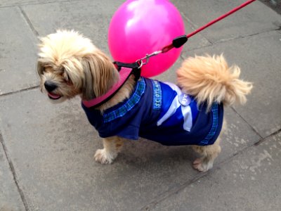 Canine canvasser photo