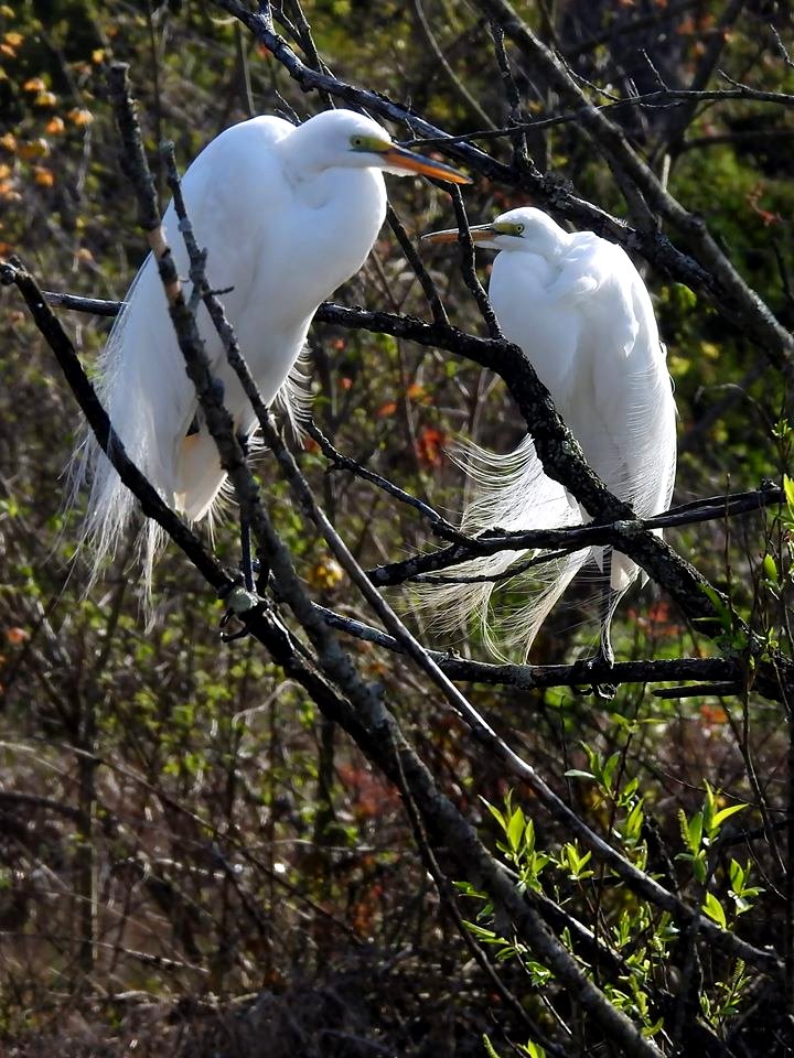 Great Egrets