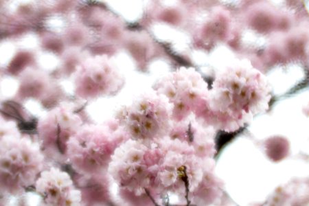 CherryBlossomDC2019-52.jpg