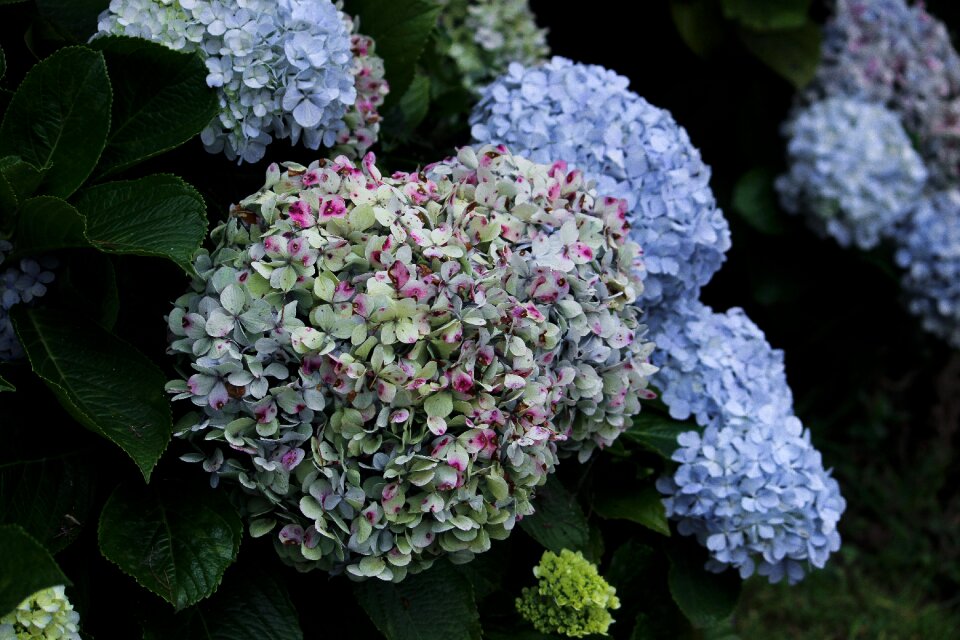 Summer flower background plant