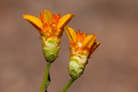 Zinnia grandiflora