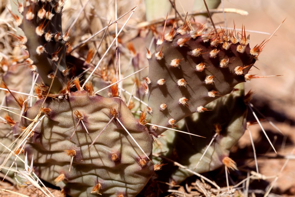 Opuntia macrorhiza