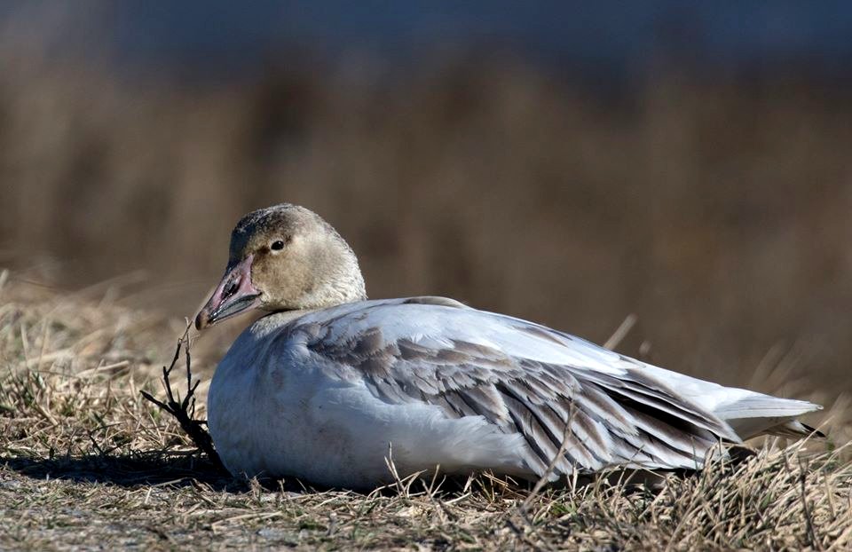 Snow Goose at Edwin B. Forsythe National Wildlife Drive