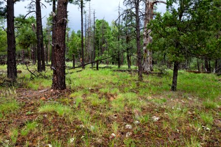 Near the Continental Divide Trail