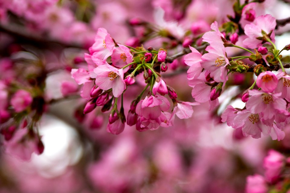 CherryBlossomDC2019-12.jpg