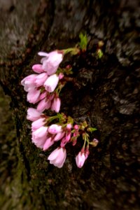 CherryBlossomDC2019-44.jpg