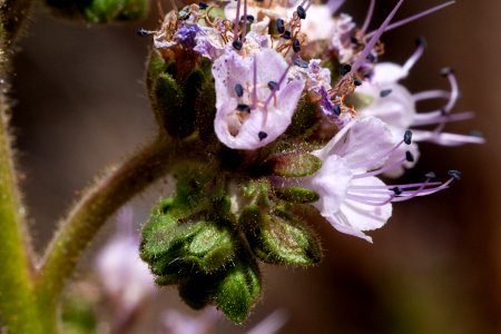 Phacelia integrifolia var. integrifolia