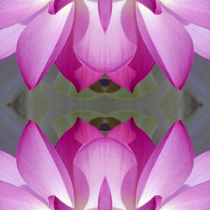Abstract nature plant