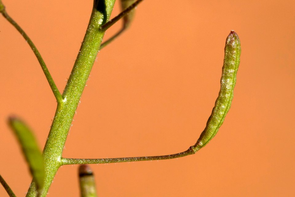 Descurainia pinnata subsp. ochroleuca